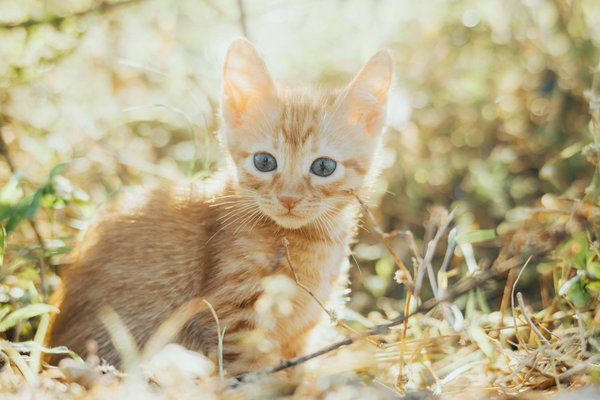 How Can You Ensure Your Cat Stays Safe Outdoors in the UK?
