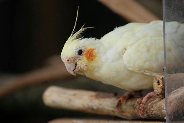 Optimized Nutrition for Cats with Liver Disease: Creating the Ideal Balanced Diet for Their Special Needs