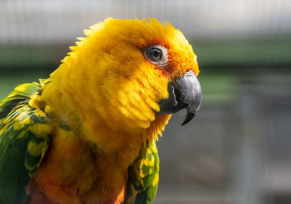 Create a joyful diy puzzle feeder for your cat: a comprehensive step-by-step tutorial